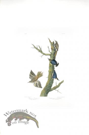 Golden-Winged Warbler